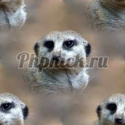 meerkat_background